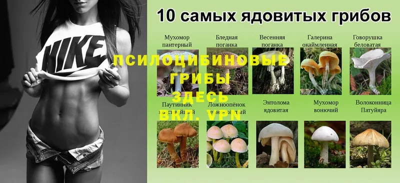 Галлюциногенные грибы Magic Shrooms  Стрежевой 